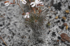 Stylidium spinulosum