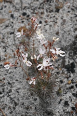 Stylidium spinulosum
