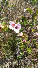 Lobostemon argenteus