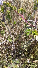 Lobostemon argenteus