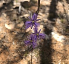 Thysanotus baueri