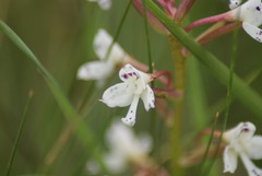 Disa oreophila