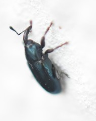 Aulacobaris