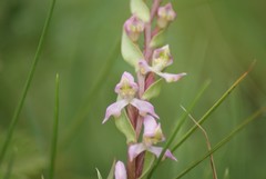 Disperis tysonii