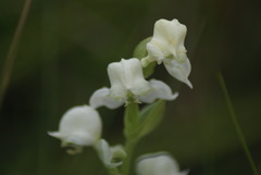 Disperis wealei