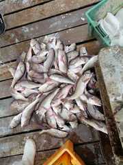 Caulolatilus affinis