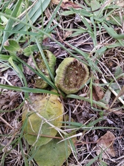 Dorstenia brasiliensis