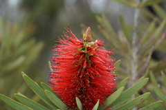 Melaleuca glauca