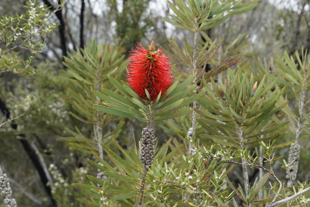 Malaleuca
