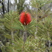 Swamp Bottlebrush - Photo (c) Dustyn and Catherine, some rights reserved (CC BY-NC), uploaded by Dustyn and Catherine