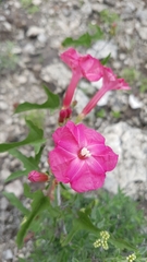 Ipomoea conzattii