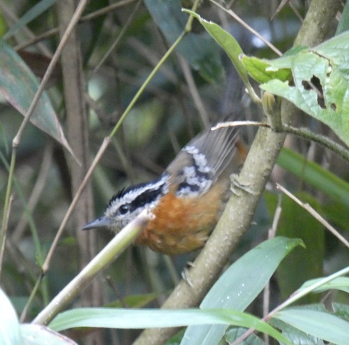 Bertoni's Antbird (Drymophila rubricollis), photo 4