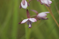 Eulophia zeyheriana