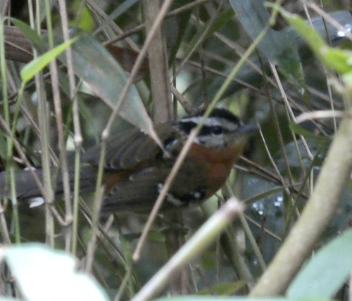 Bertoni's Antbird (Drymophila rubricollis), photo 5