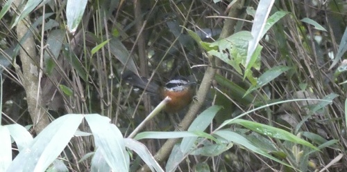 Bertoni's Antbird (Drymophila rubricollis), photo 9