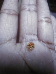 Aspidimorpha furcata