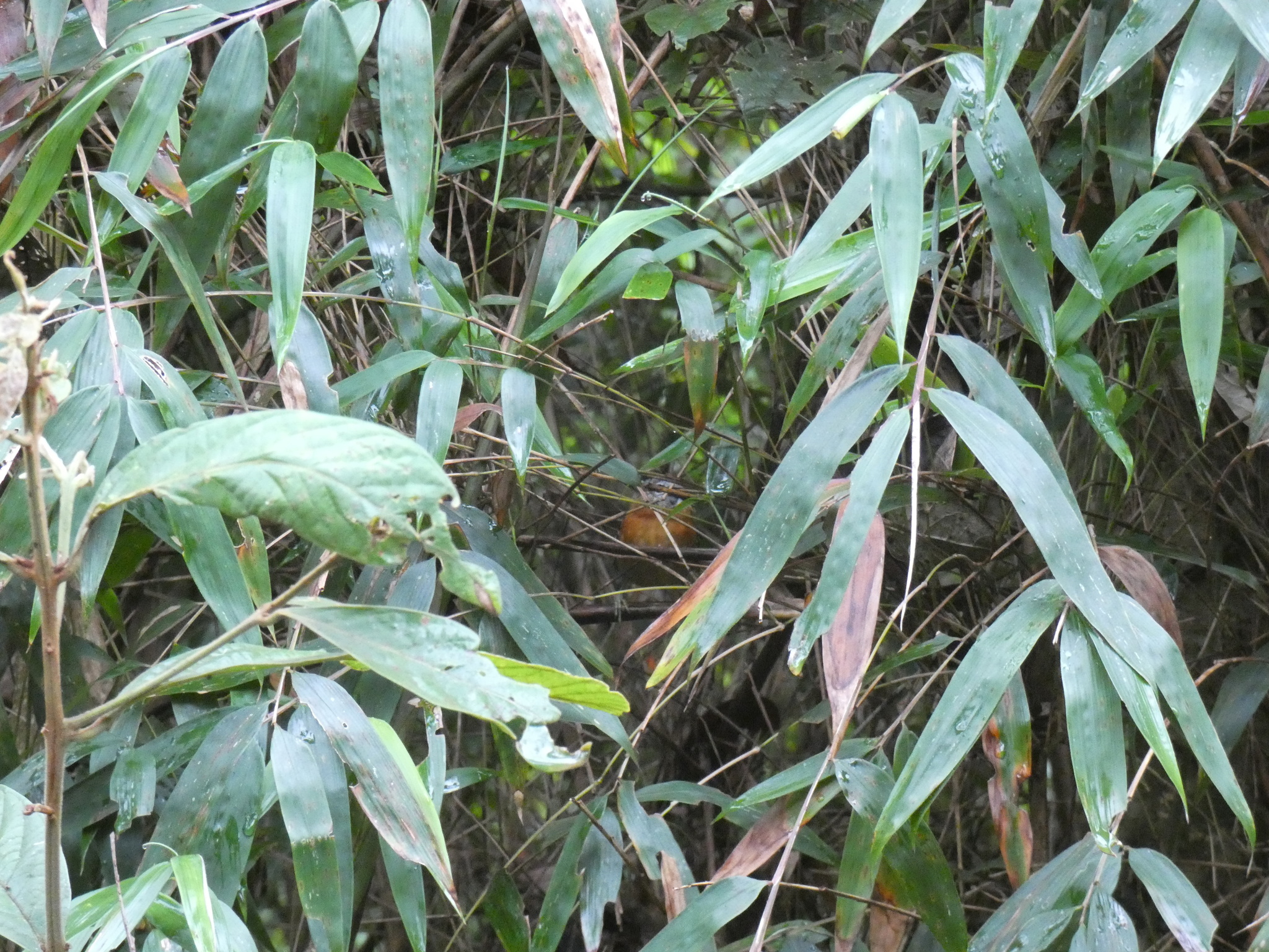 Bertoni's Antbird (Drymophila rubricollis), photo 6