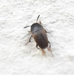 Ptomaphagus