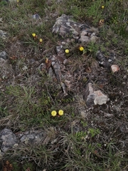 Parodia ottonis