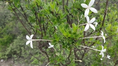 Bouvardia longiflora