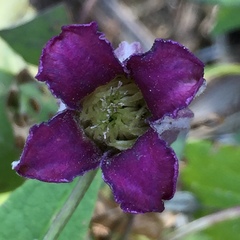 Clematis pitcheri