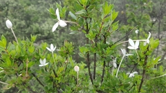Bouvardia longiflora