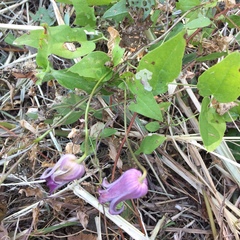Clematis pitcheri