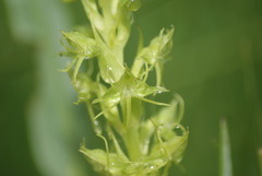Habenaria tysonii