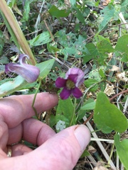 Clematis pitcheri