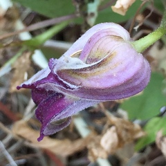 Clematis pitcheri