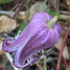 Clematis pitcheri