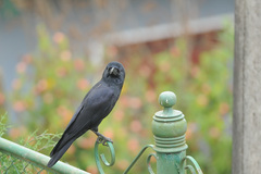 Corvus macrorhynchos culminatus