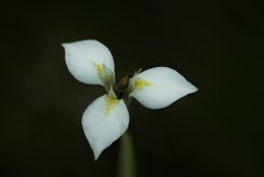 Moraea albicuspa