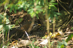 Pomatorhinus melanurus