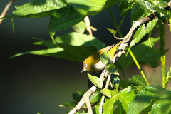 Zosterops ceylonensis