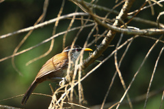 Pomatorhinus melanurus