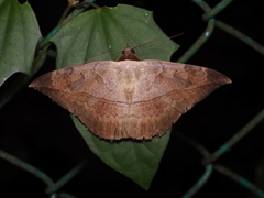 Hypopyra pudens