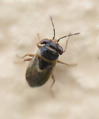 Geocoris megacephalus