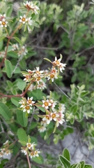 Euphorbia tricolor