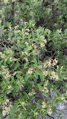 Euphorbia tricolor
