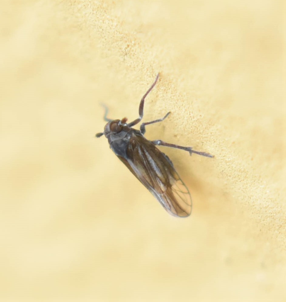 Delphacodes mulsanti