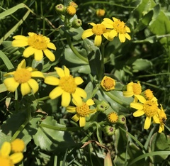 Senecio maritimus