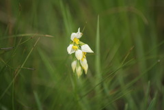 Schizochilus flexuosus