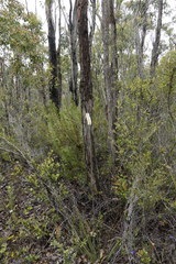 Xanthorrhoea gracilis