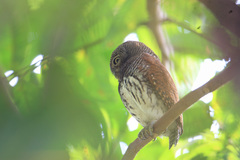 Glaucidium castanotum