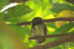 Glaucidium castanotum