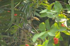 Ocyceros gingalensis