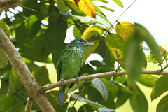 Psilopogon flavifrons