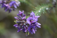 Gompholobium confertum