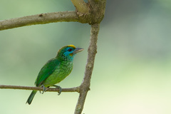 Psilopogon flavifrons